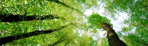 gogreen_header